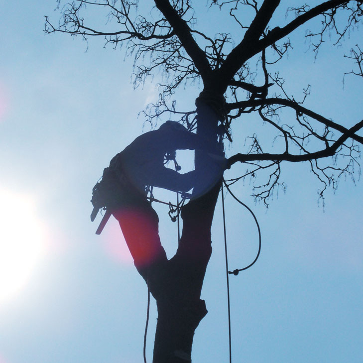 Arboriste grimpeur au travail à Nîmes